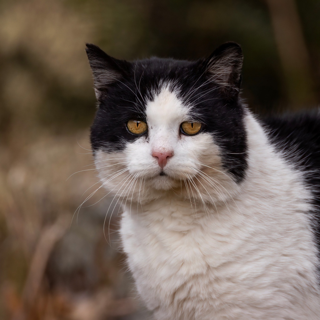 Большая морда черно-белого кота 