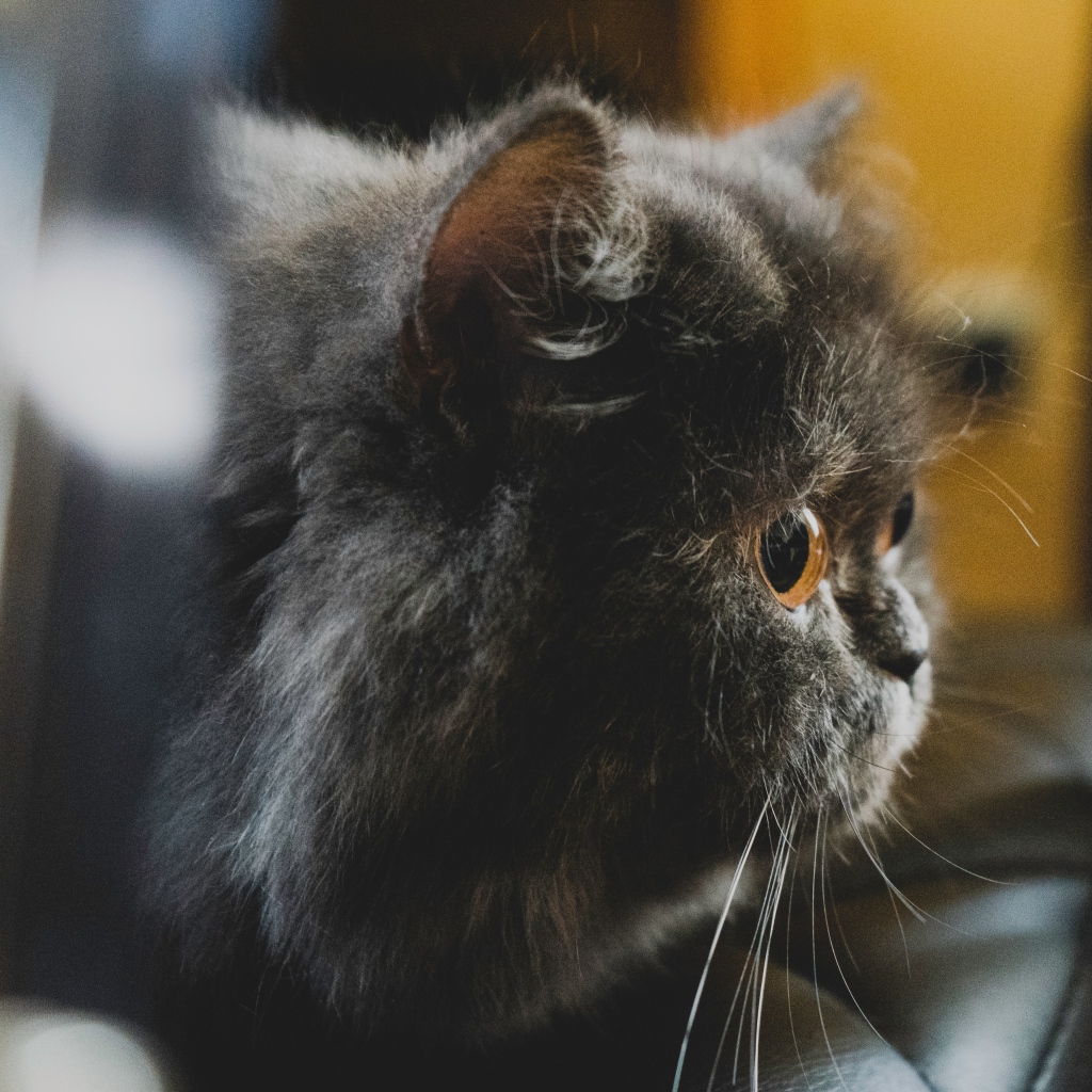 Большой пушистый черный кот с желтыми глазами 