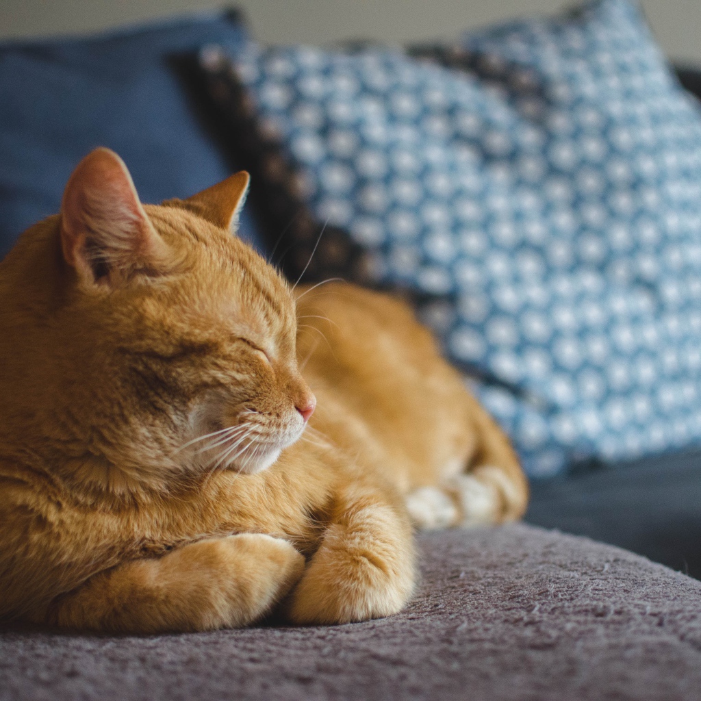 Большой рыжий кот спит на диване