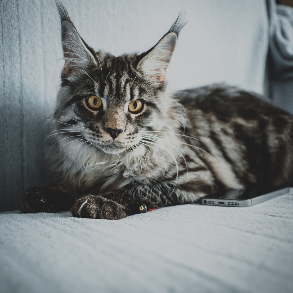 Большой серый кот породы мейн кун на диване 