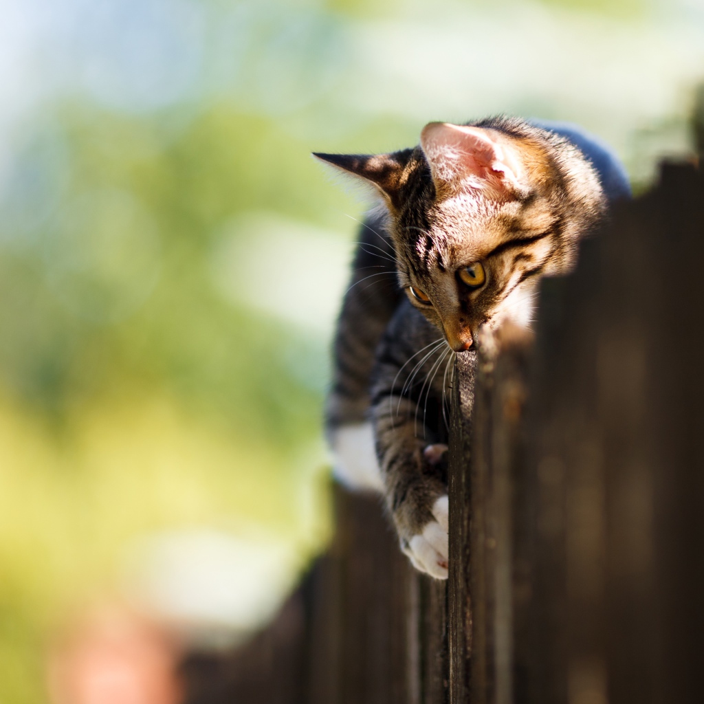 Большой серый кот лежит на заборе 