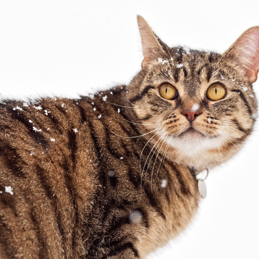 Большой серый кот на улице зимой