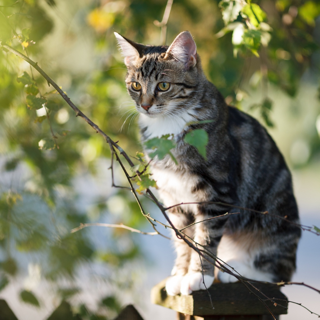 Большой серый кот сидит на заборе у дерева