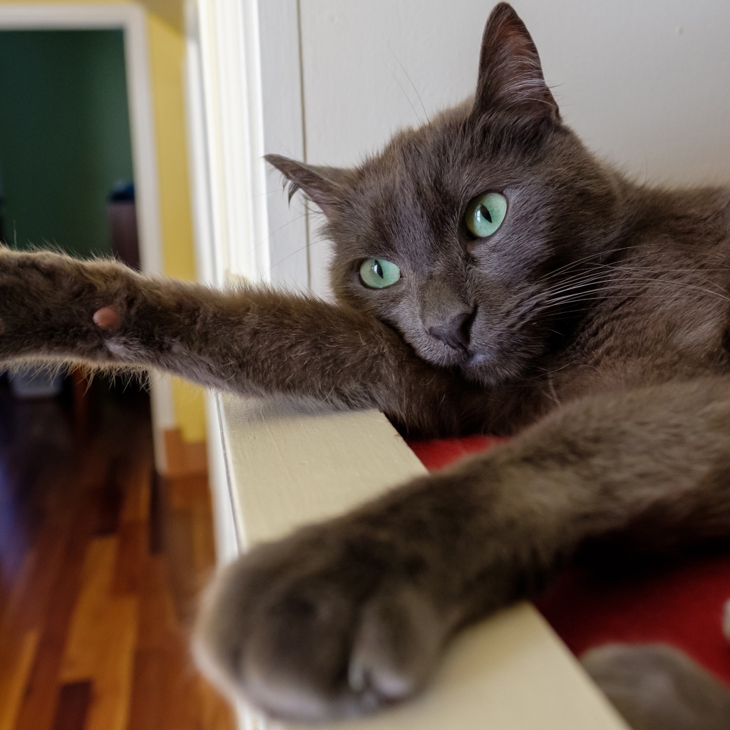 Большой серый кот с зелеными глазами 