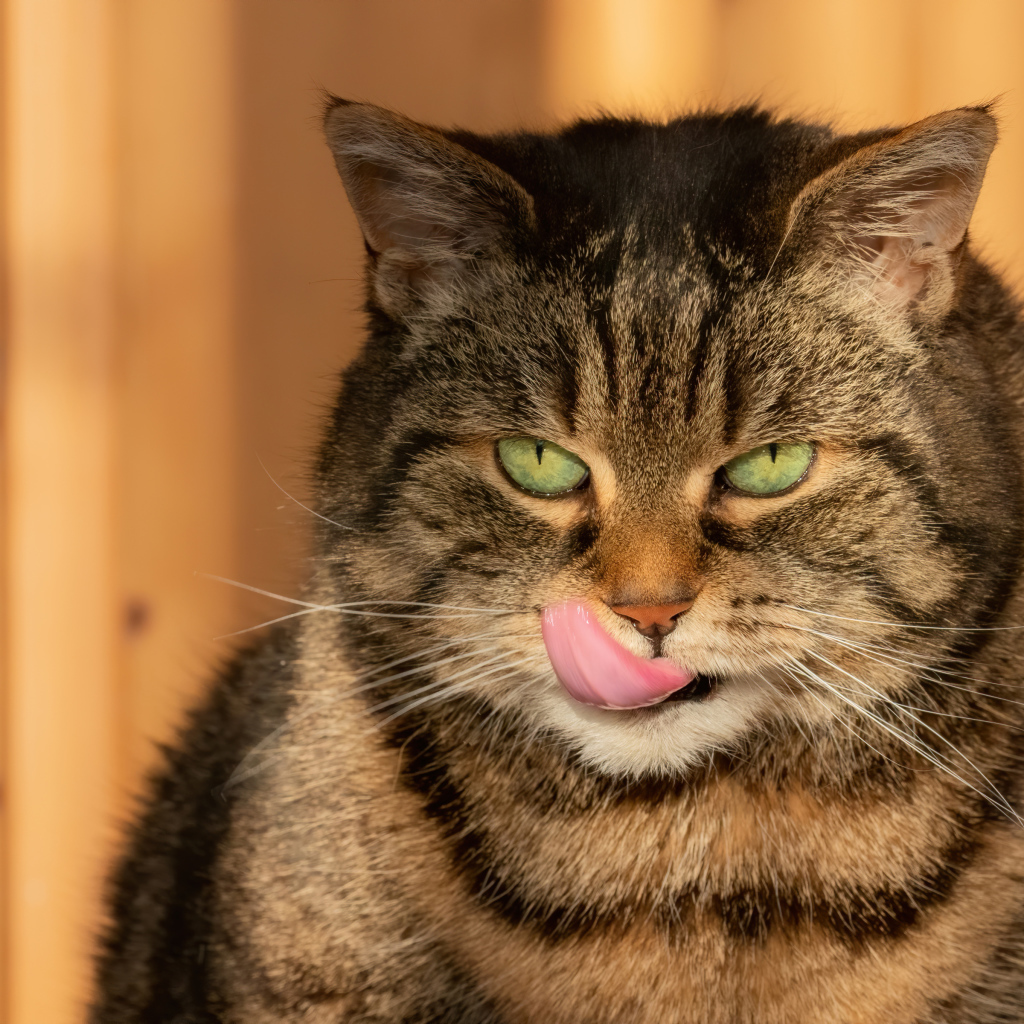 Большой серый кот с высунутым языком