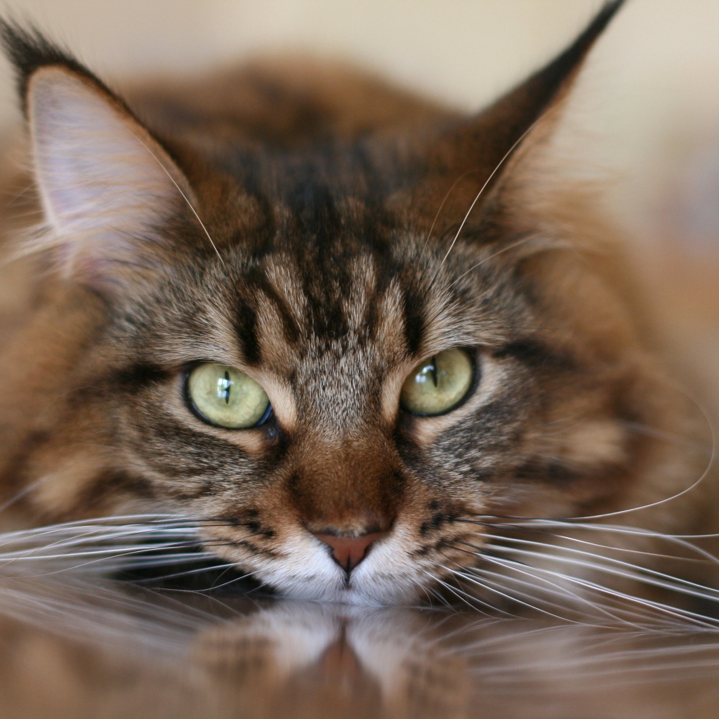 Большой серый кот с белыми усами крупным планом