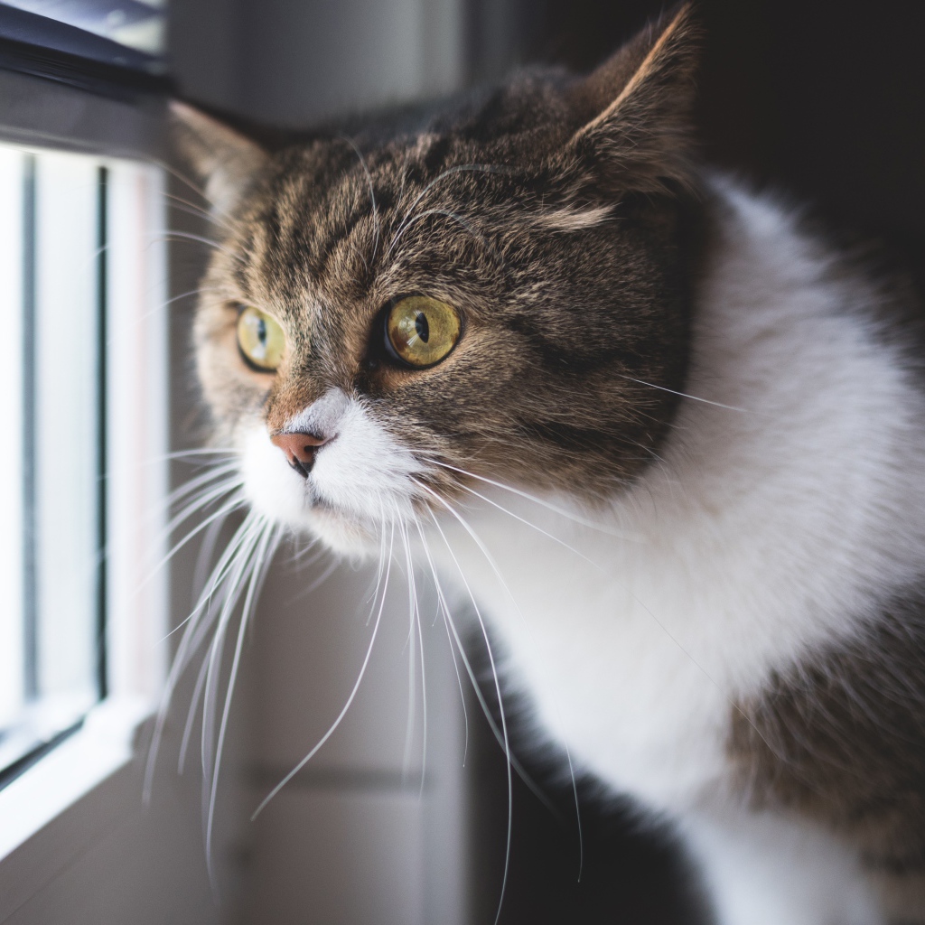 Большой серый с белым кот смотрит в окно 