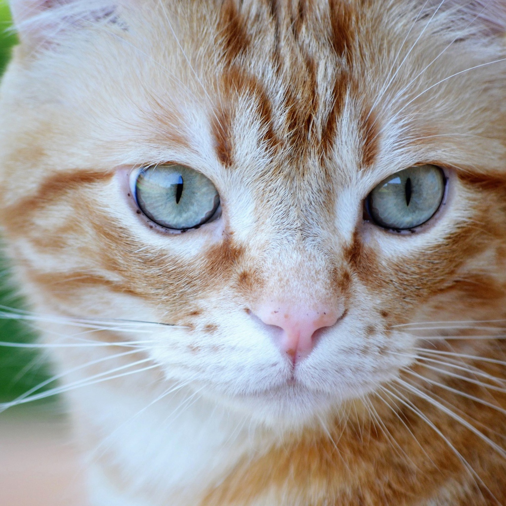 Большой рыжий голубоглазый кот крупным планом