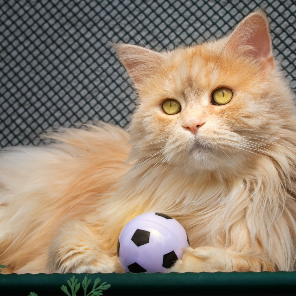 Большой рыжий кот играет с мячиком