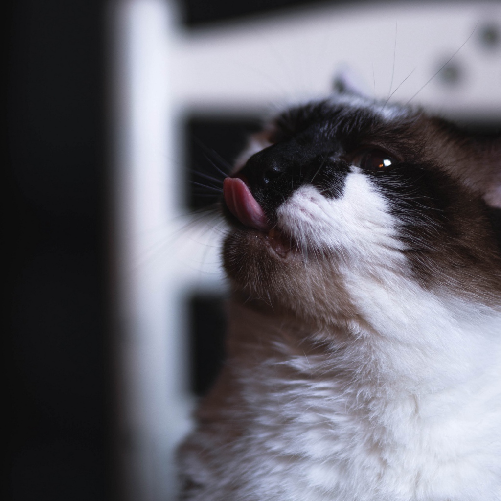 Черно белый кот с высунутым языком