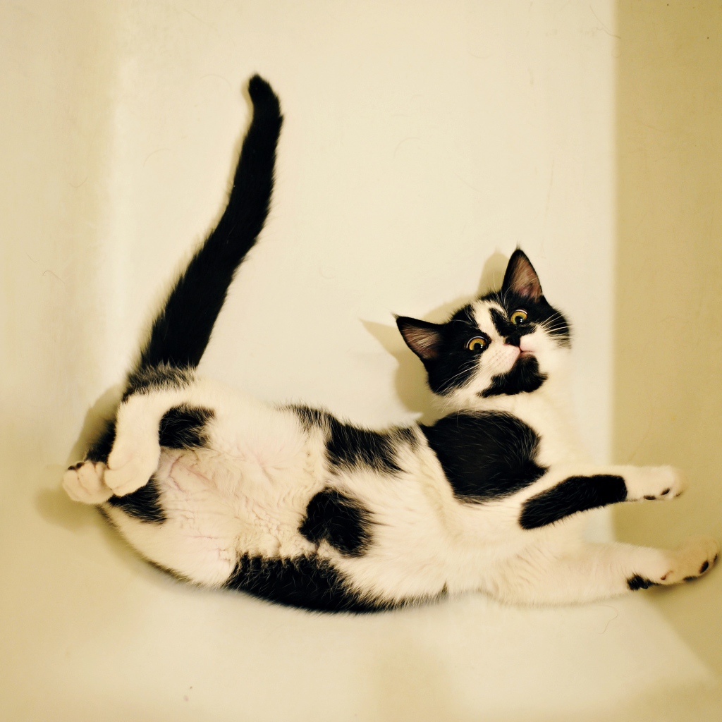 Черно - белый котенок лежит в белой ванной 