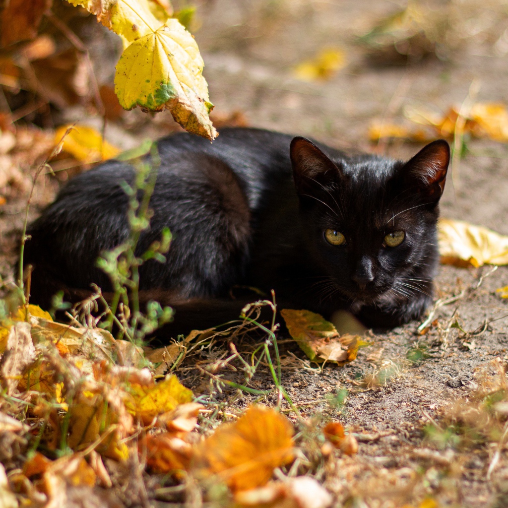 Черный кот лежит на земле с опавшими листьями 