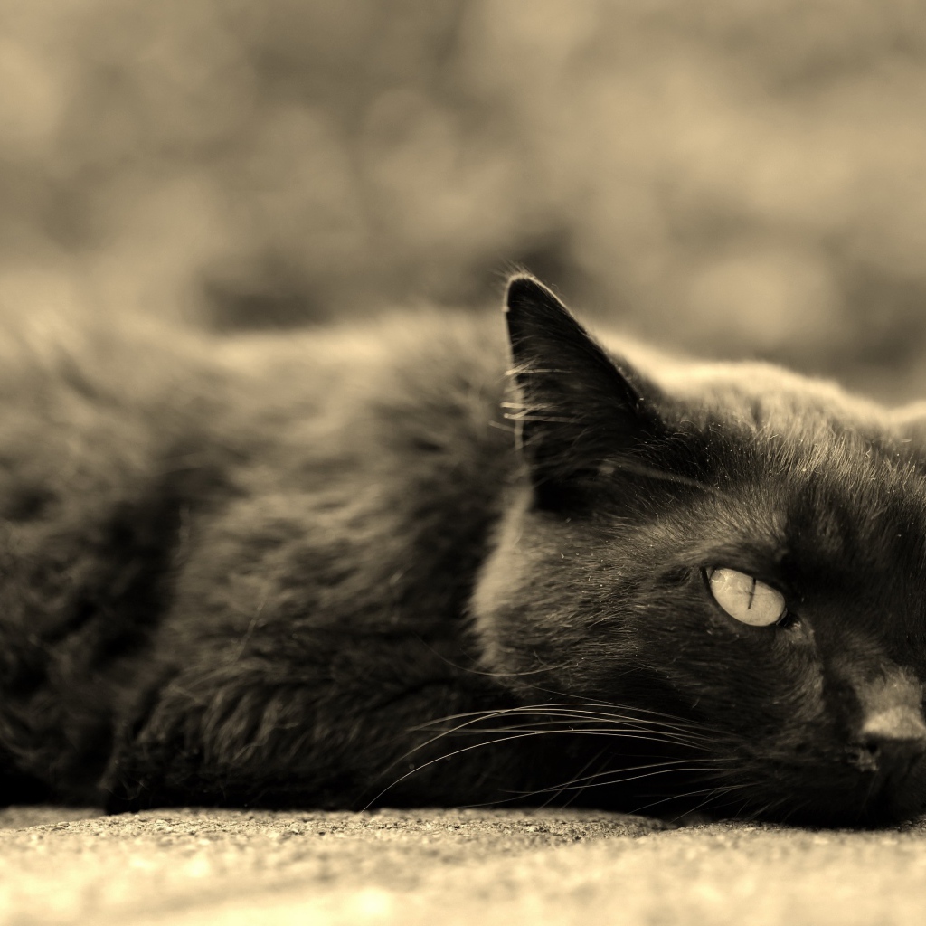 Черный кот лежит на асфальте 