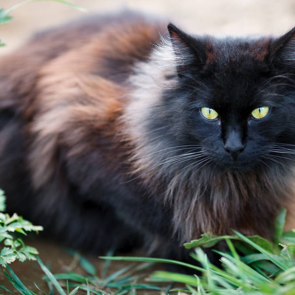 Черный пушистый породистый кот сидит у зеленой травы