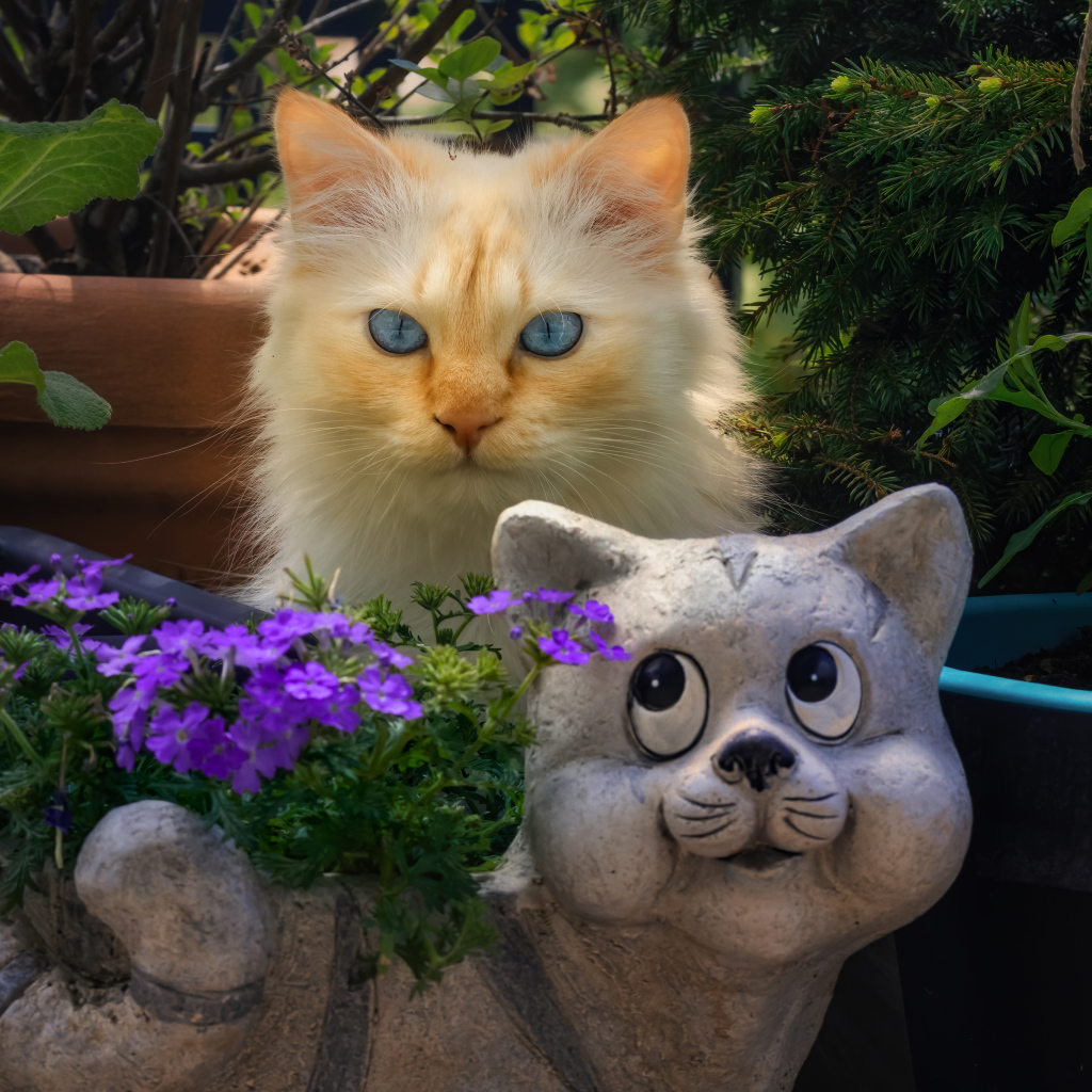 Голубоглазый рыжий кот прячется за садовой фигурой 