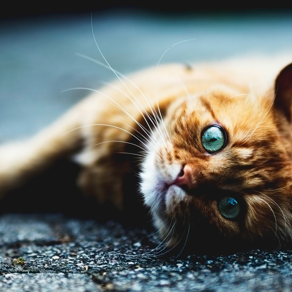 Голубоглазый рыжий кот лежит на асфальте