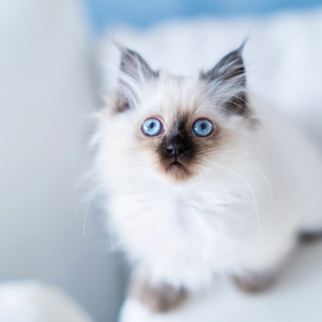 Голубоглазый породистый пушистый котенок