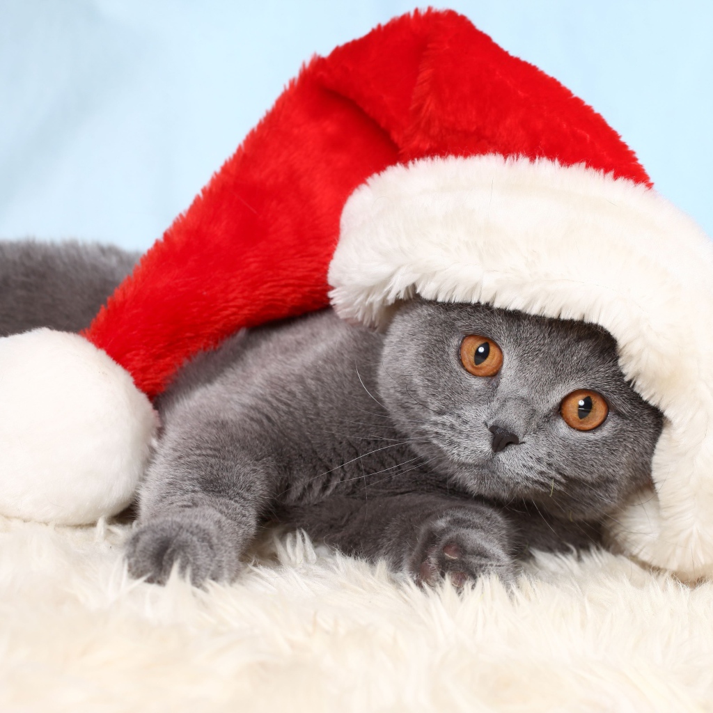 Британский кот в шапке Санта Клауса лежит на кровати 