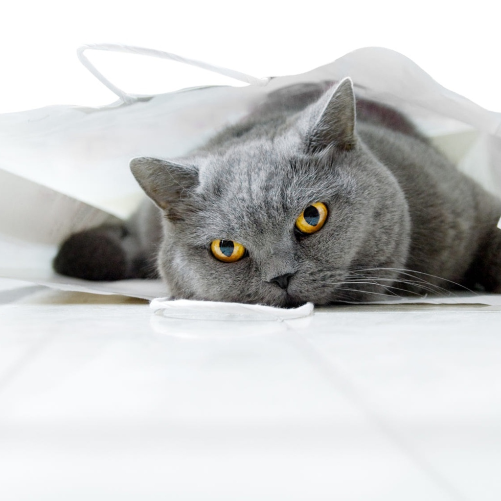Британский кот лежит в белом пакете 