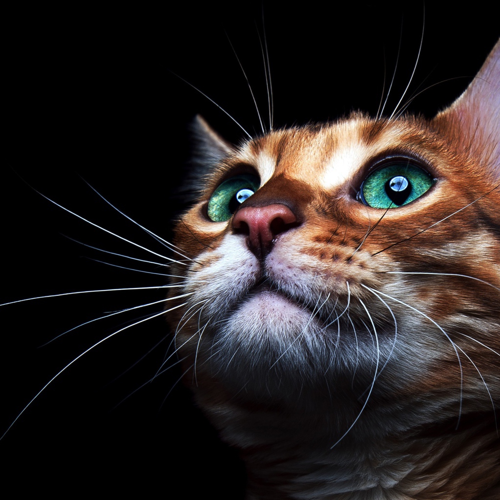 Коричневый зеленоглазый кот с длинными усами на черном фоне 