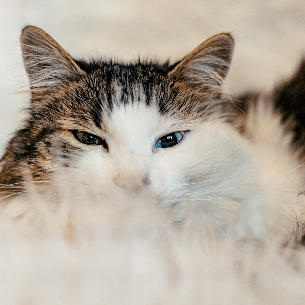 Кот с разными глазами на диване