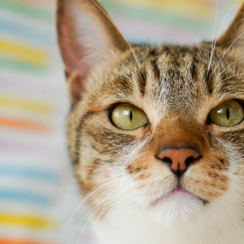 Морда серого кота с зелеными глазами крупным планом