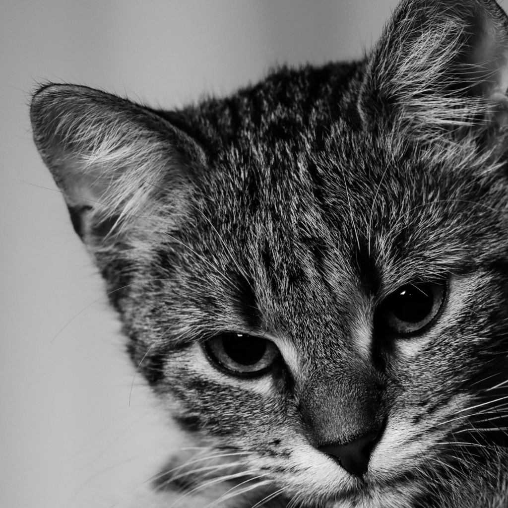 Морда серого котенка крупным планом