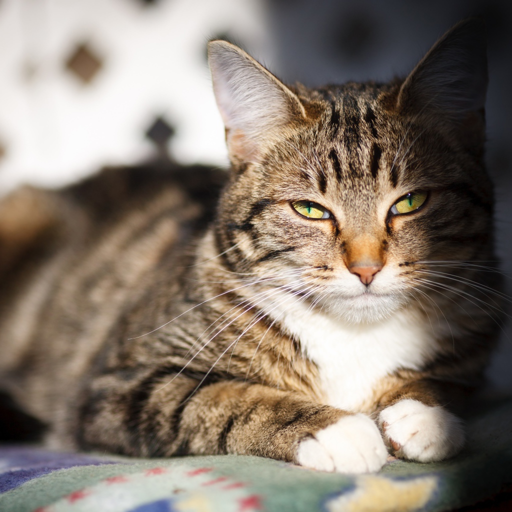 Довольный серый кот в лучах солнца