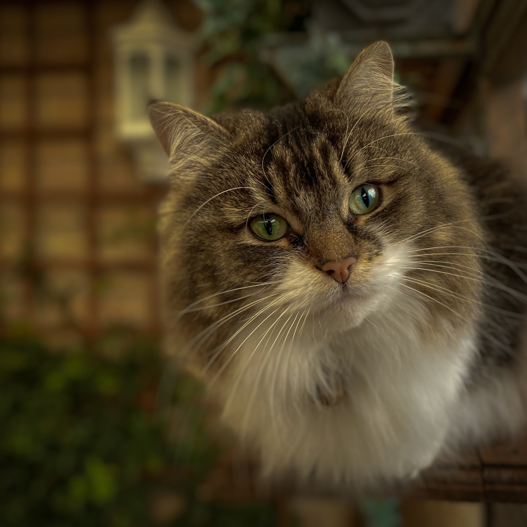 Любопытный пушистый зеленоглазый серый кот 