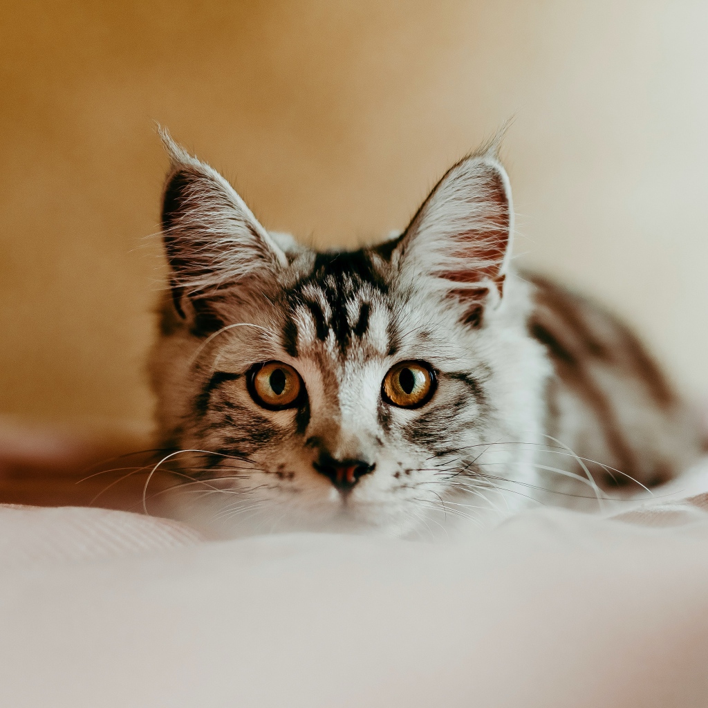 Любопытный взгляд маленького серого котенка 