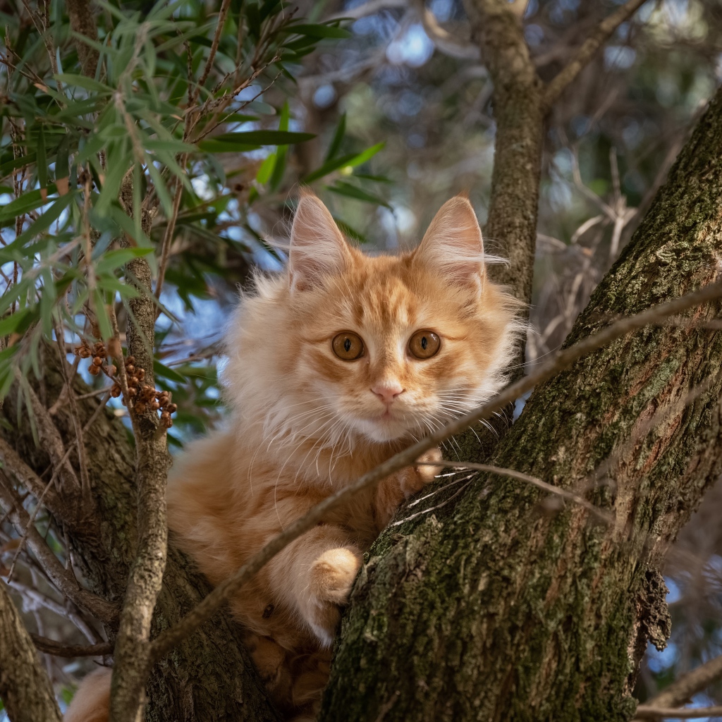 Любопытный рыжий кот сидит на дереве 