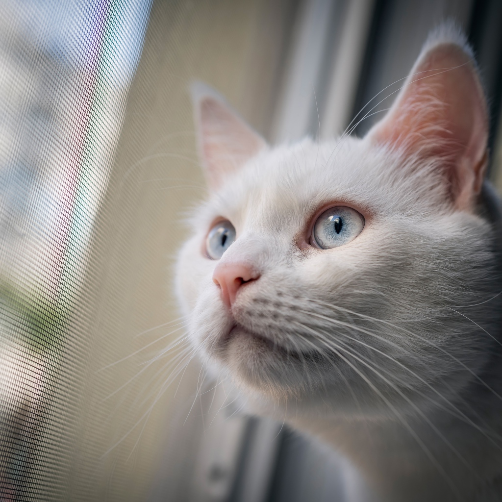 Любопытный белый голубоглазый кот смотрит в окно 