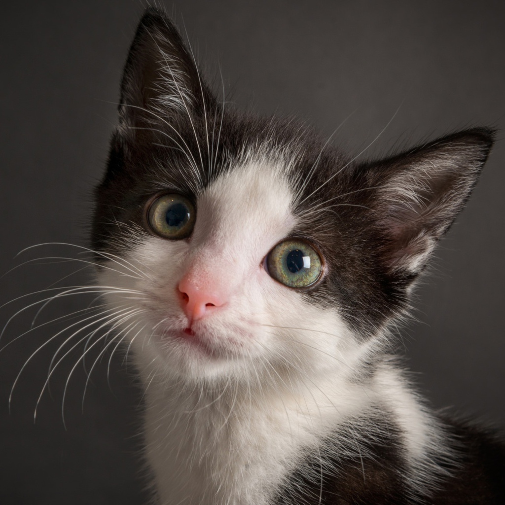 Милый черно-белый котенок на сером фоне