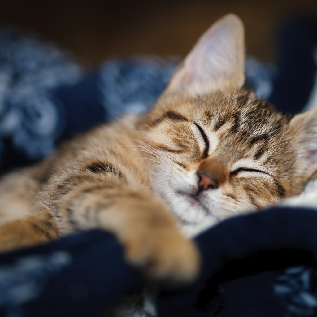 Милый серый котенок спит на одеяле 