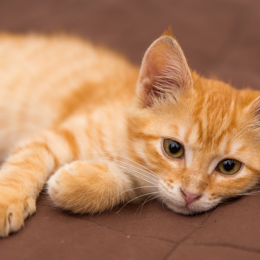 Милый маленький рыжий котенок лежит на диване 