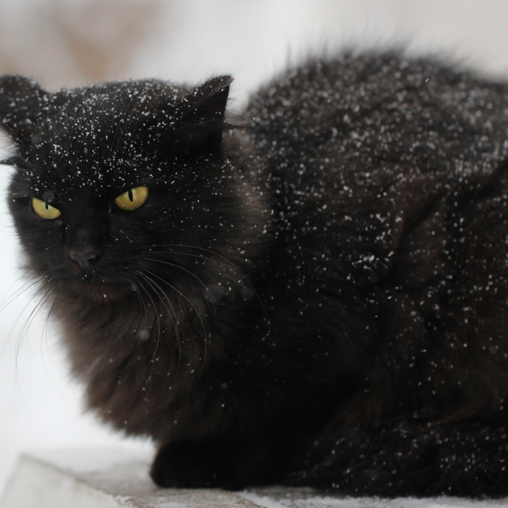 Недовольный черный кот в снегу на улице