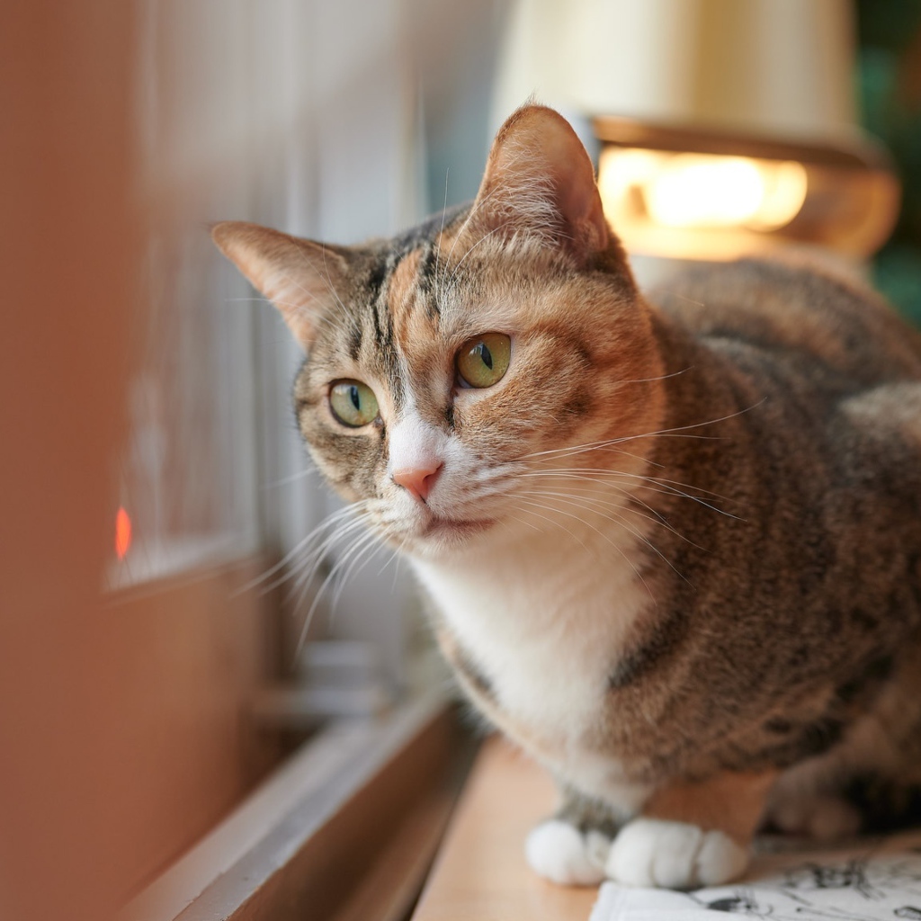 Домашний кот смотрит в окно 