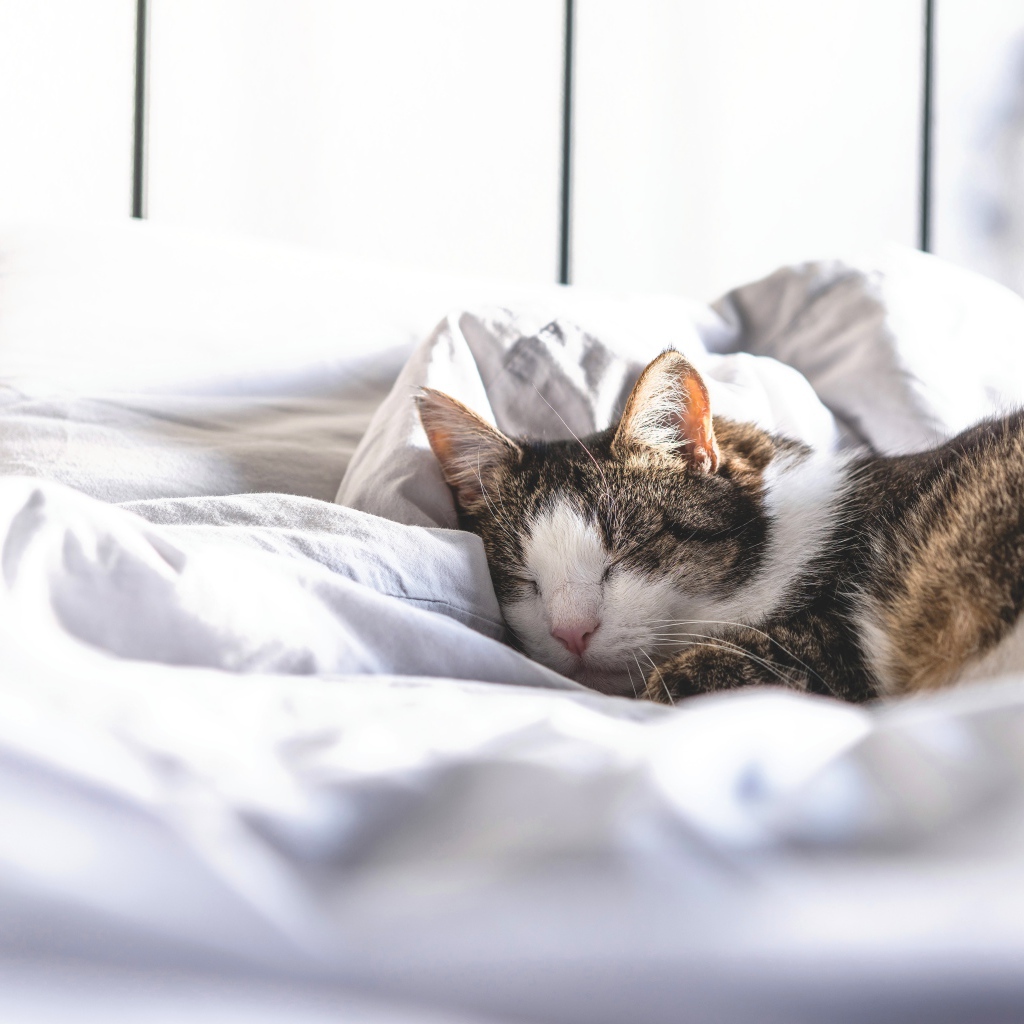Домашний кот спит на белой постели