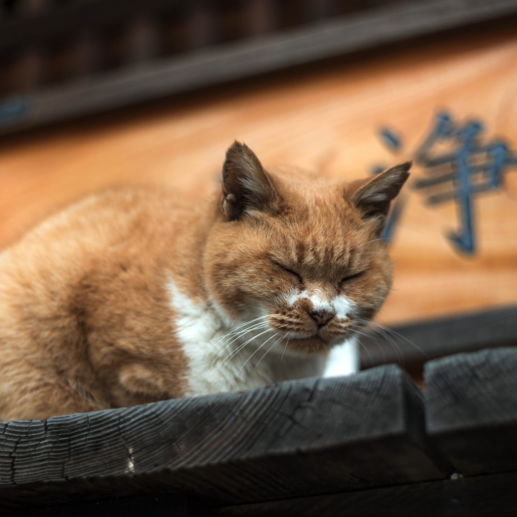 Дремлющий рыжий  кот на деревянном пороге 