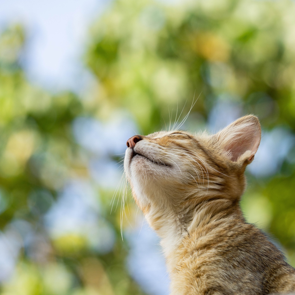 Мечтательный серый кот с закрытыми глазами