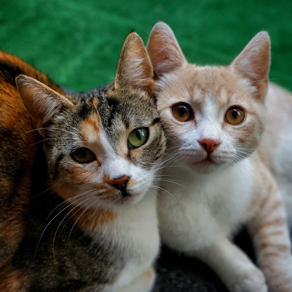 Влюбленные кошка и кот лежат на полу 