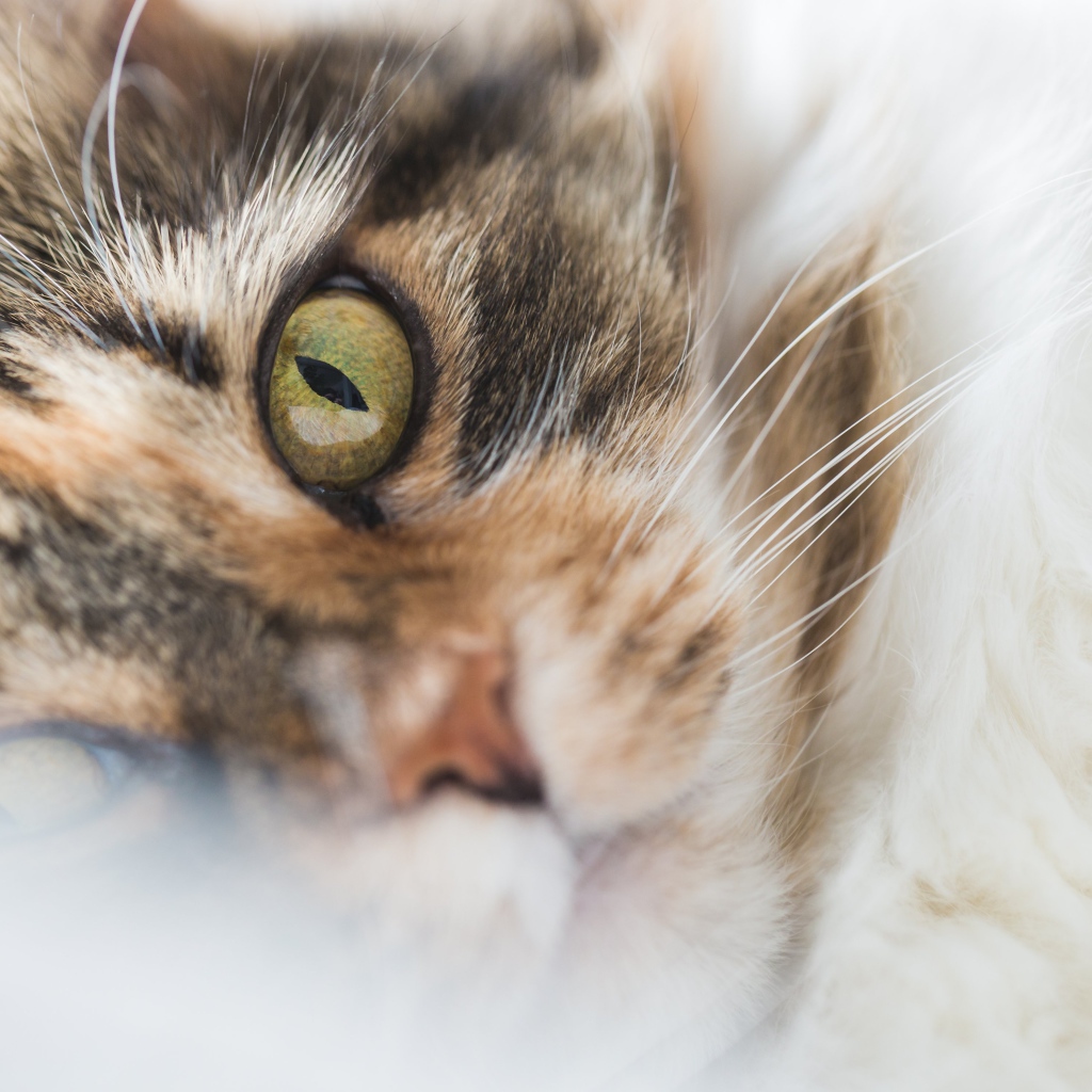 Морда зеленоглазой домашней кошки