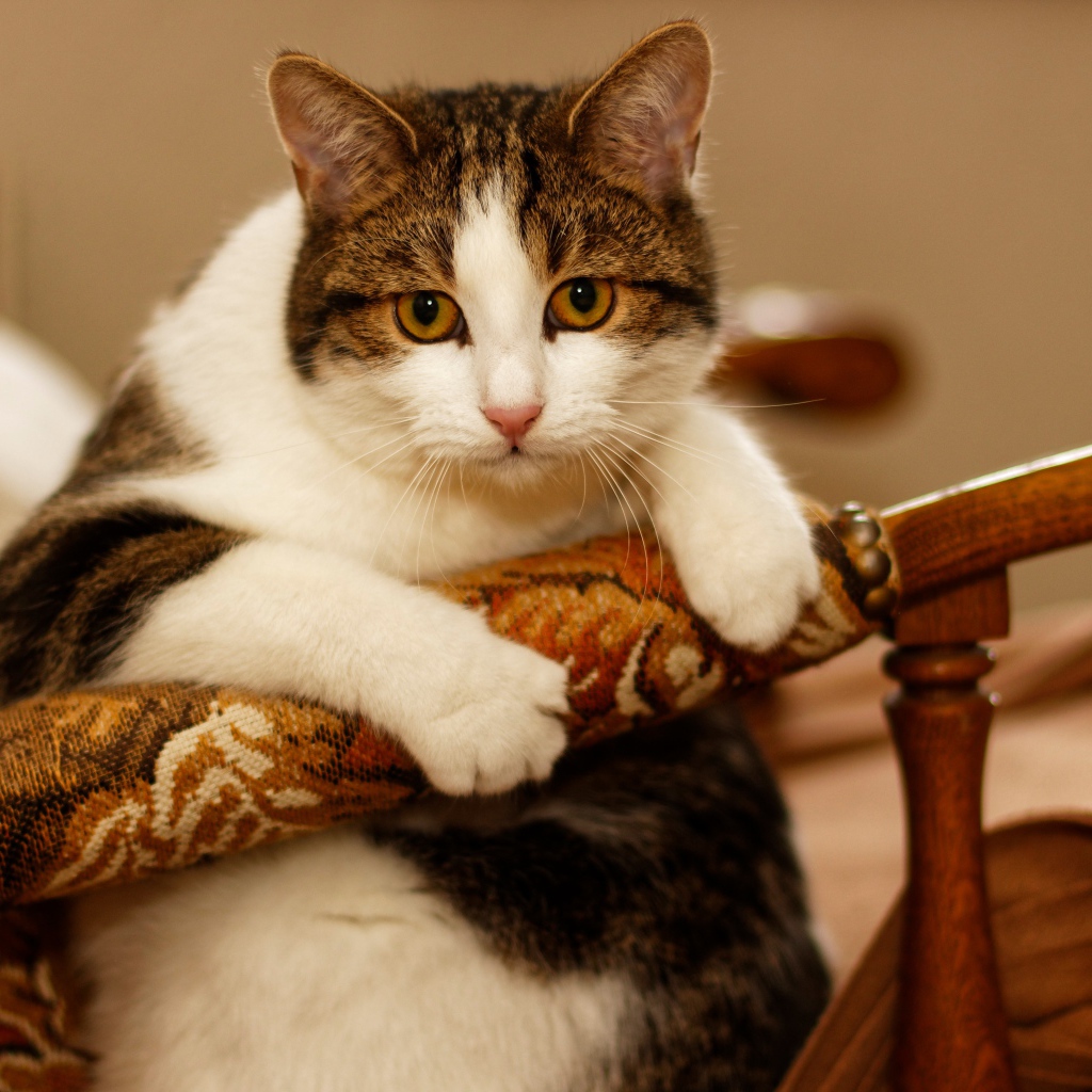 Толстый кот сидит в кресле 