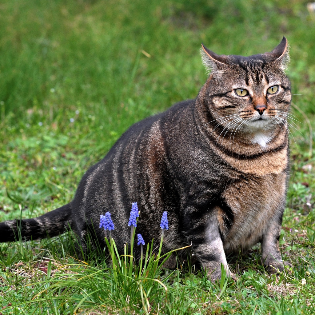 Толстый серый кот сидит на зеленой траве