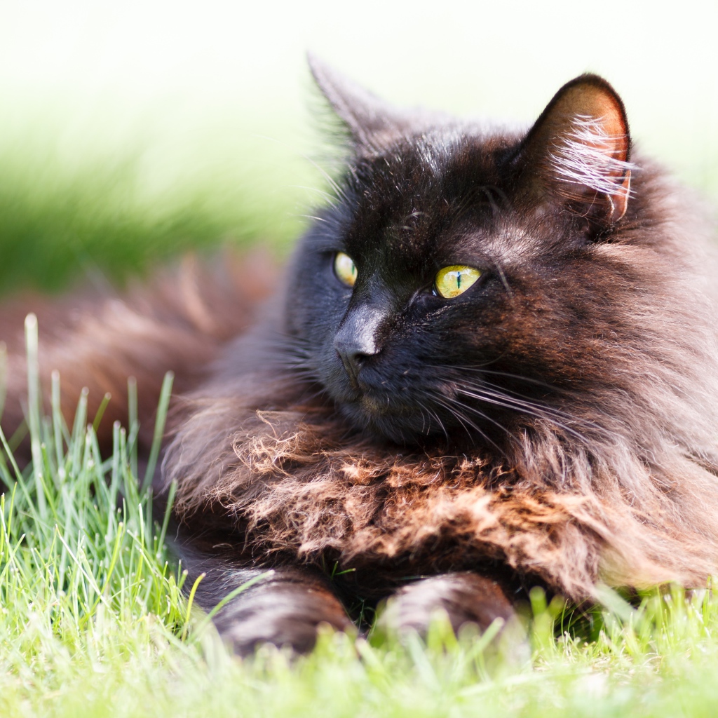 Пушистый черный кот лежит на зеленой траве