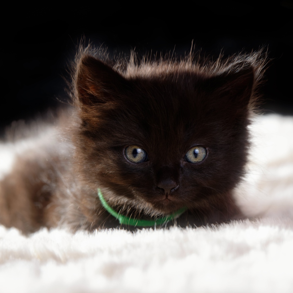 Пушистый черный котенок лежит на кровати 