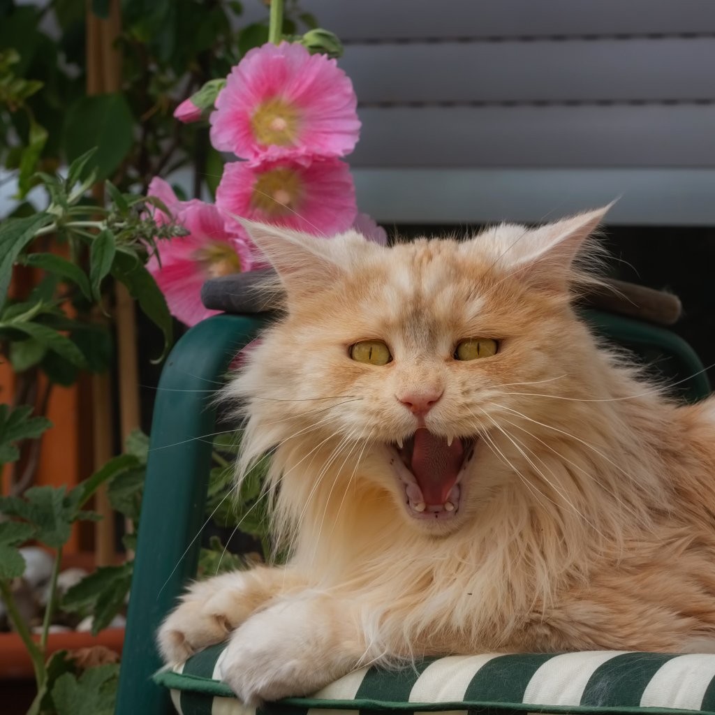 Fluffy ginger cat yawns in a chair
