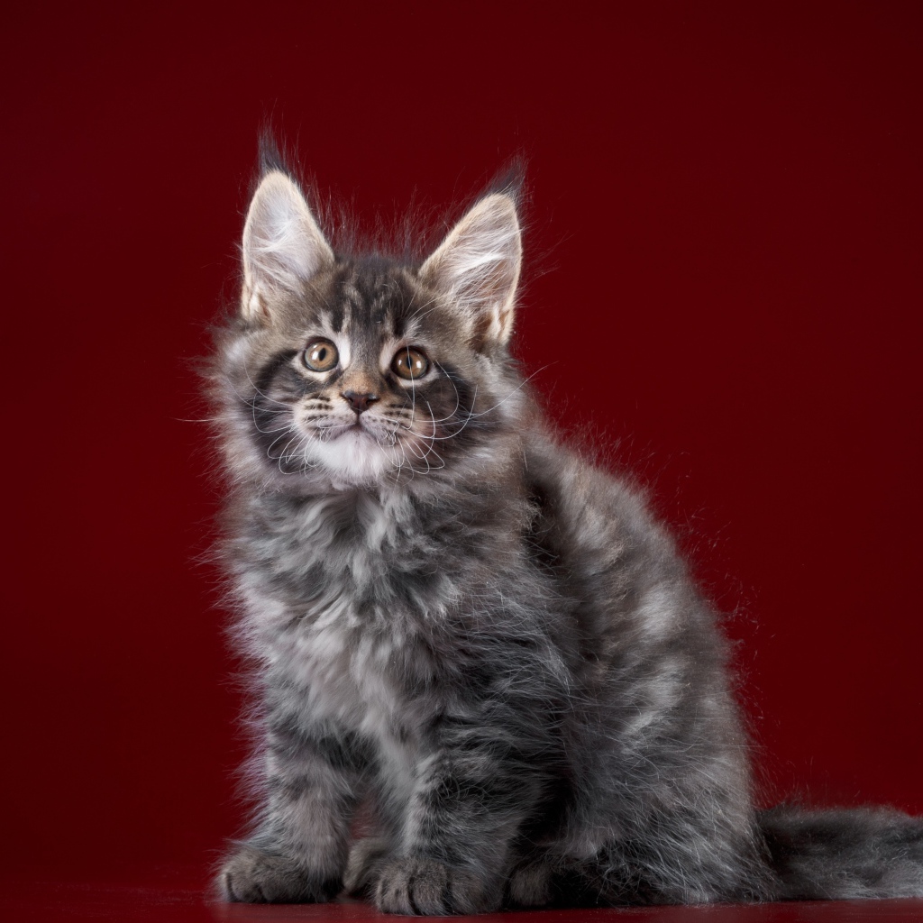 Пушистый серый котенок мейн кун на красном фоне