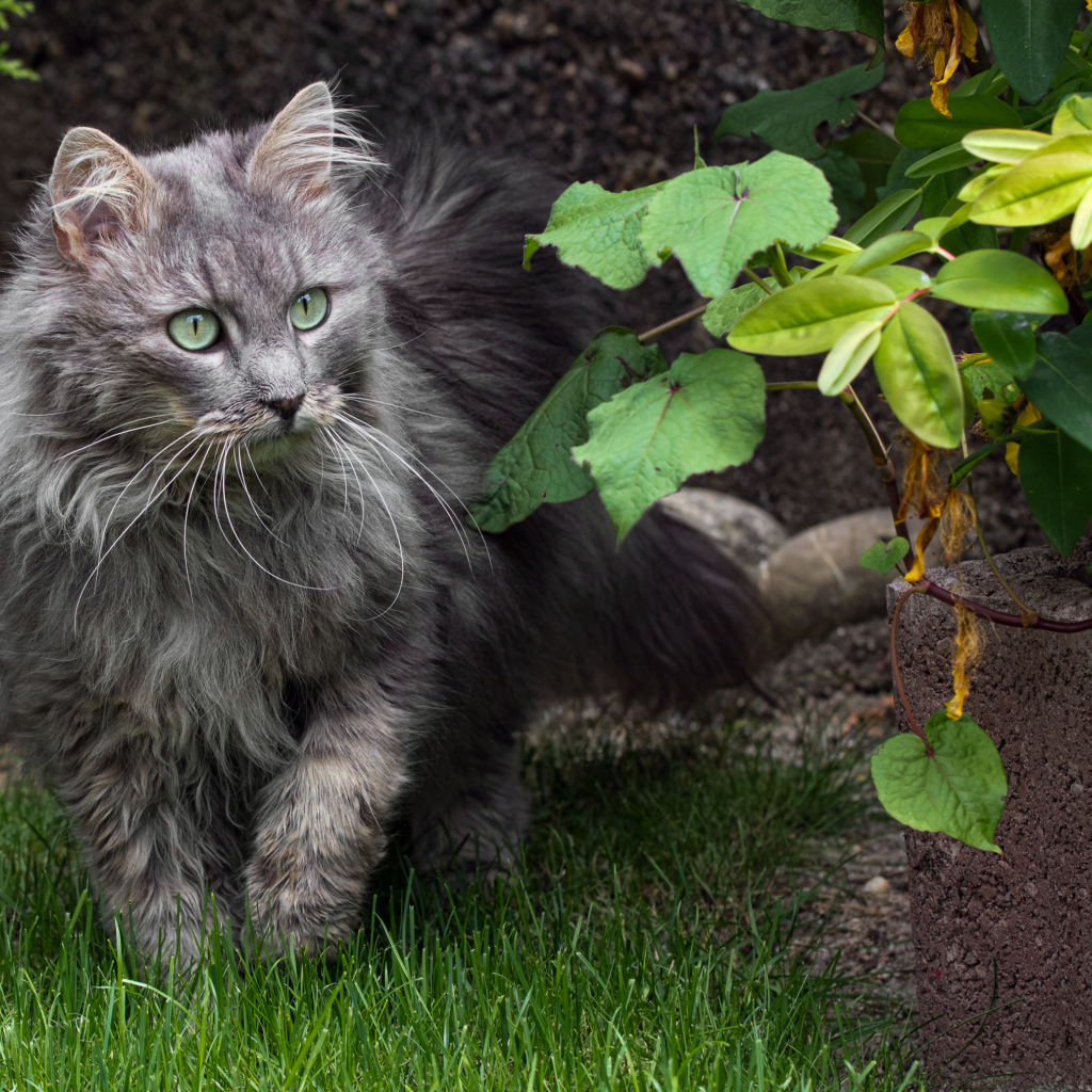 Пушистый серый кот идет по зеленой траве 