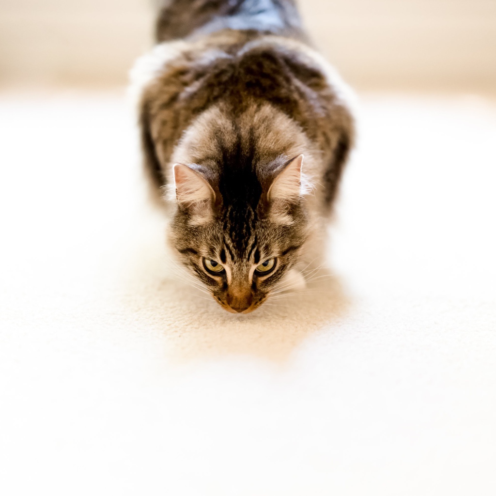 Пушистый серый кот на белом ковре 